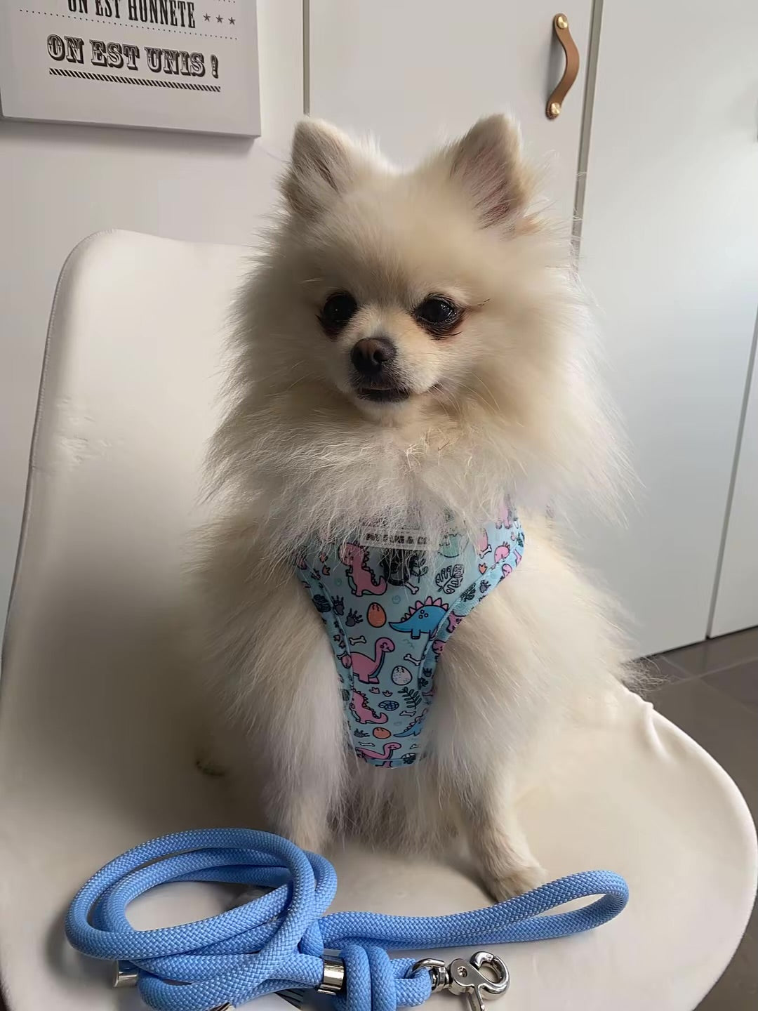 Laisse pour chien