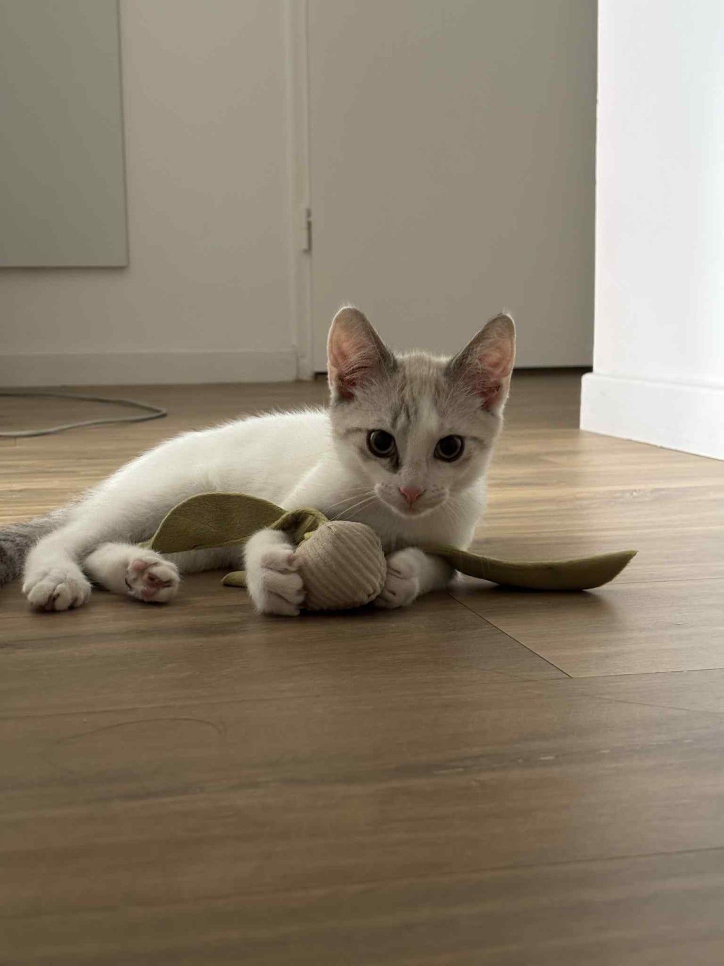 Radis Chaton
