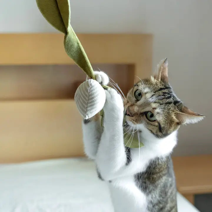 Radis Chaton
