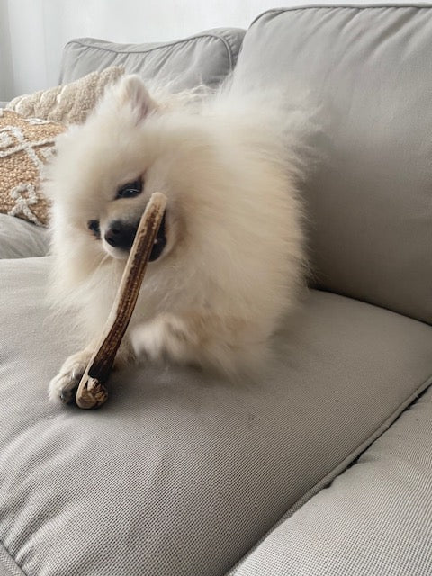 Bois de cerf en tranche le Cocon de Cesar