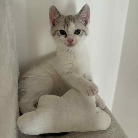 Le Nimbus