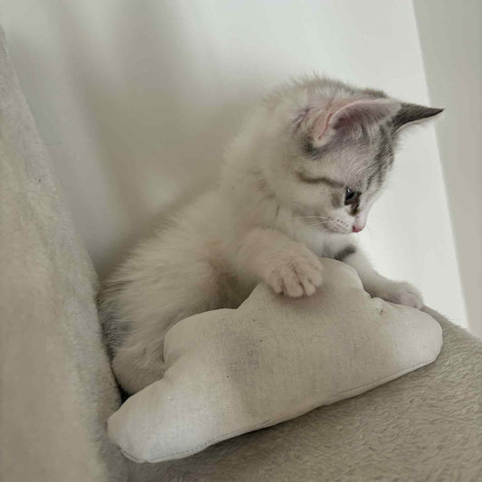 Le Nimbus