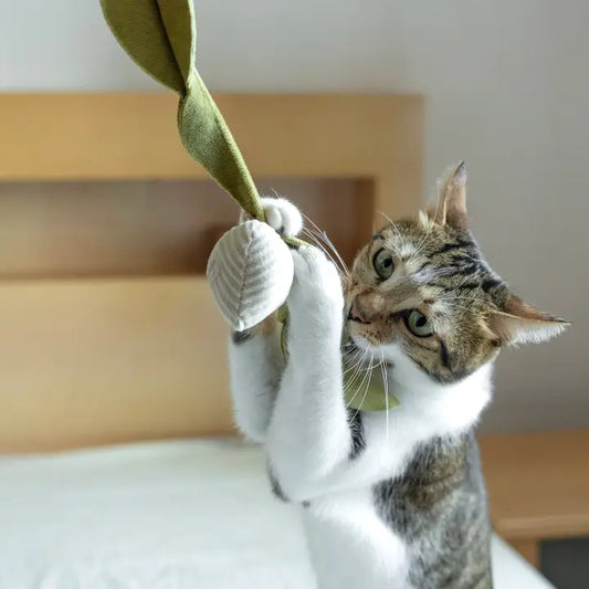 Radis Chaton