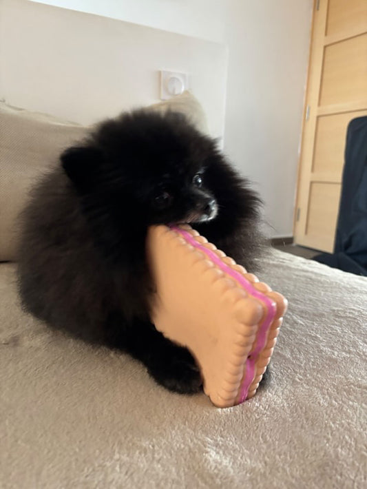 Jouet Petit Beurre